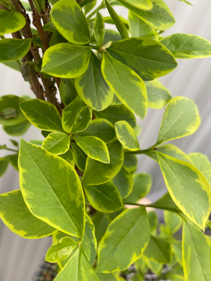Ligustrum aureum ovalifolium - variegated golden privet Hedging (10 Plants) -