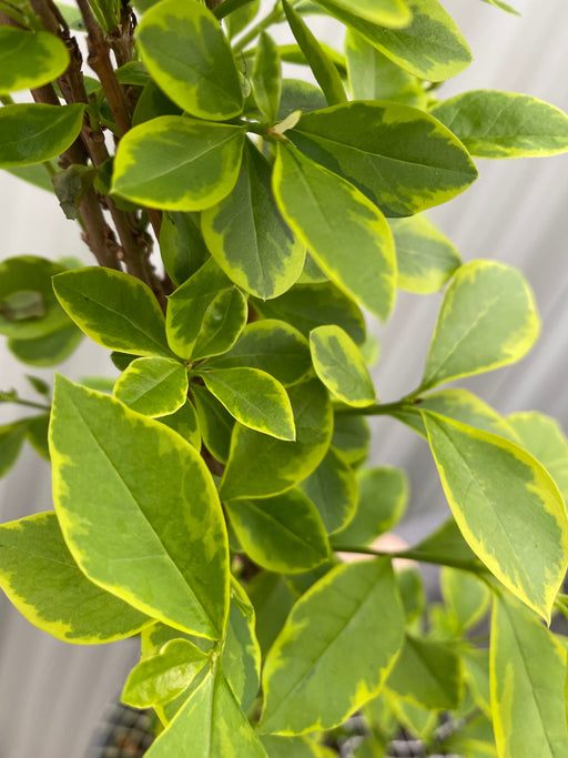 Ligustrum aureum ovalifolium - variegated golden privet Hedging (10 Plants) -