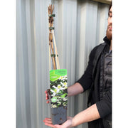 Clematis montana var. Wilsonii 60cm -