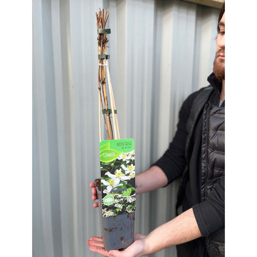 Clematis montana var. Wilsonii 60cm -