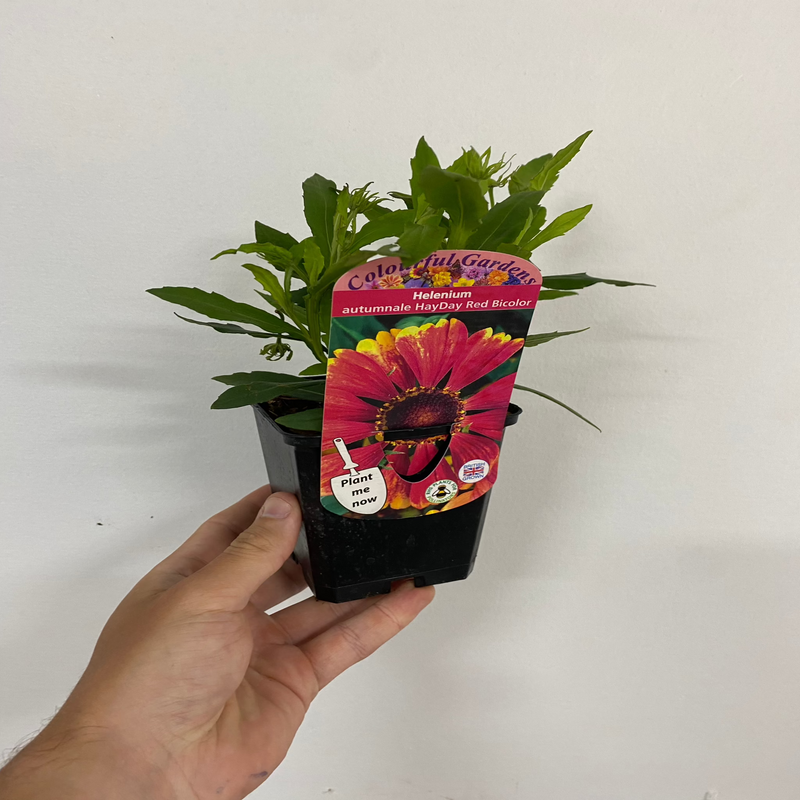 Helenium autumnale 'HayDay Red Bicolor' 9cm -