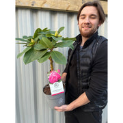 Standard Rhododendron 'Germania' (Pink) 80cm -