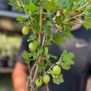 Gooseberry 'Ribes' uva. Crispa Green 2L -