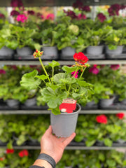Geranium Red 1.5L -