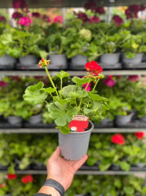 Geranium Red 1.5L -