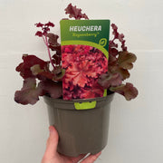 Heuchera 'Boysenberry' 2L -