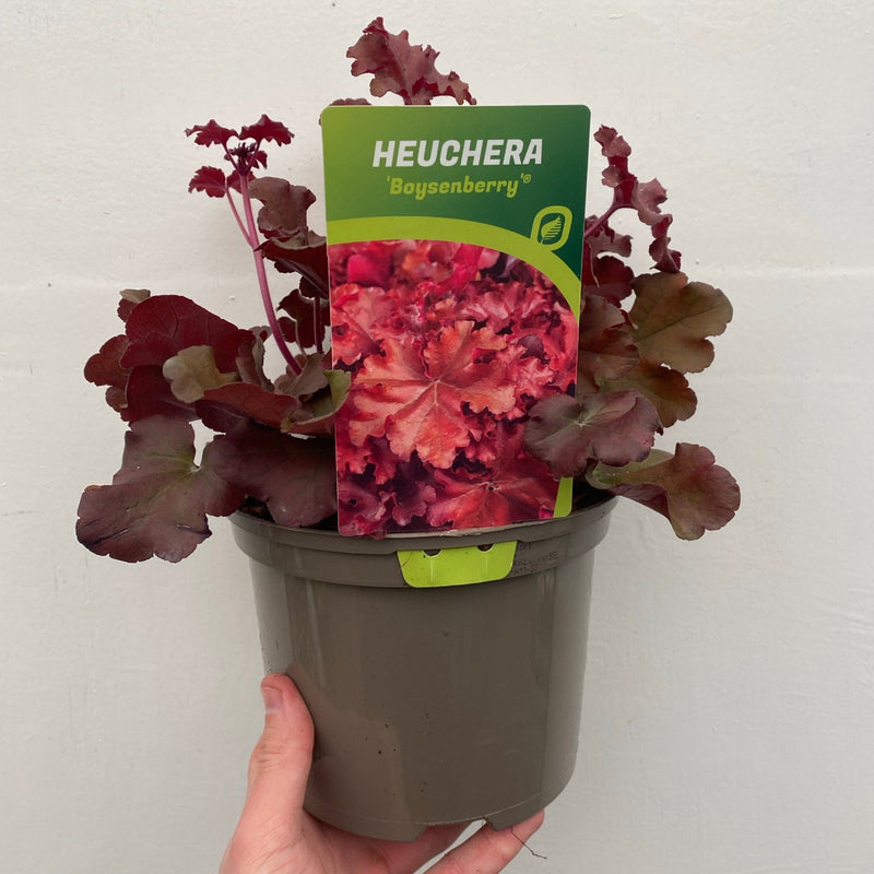 Heuchera 'Boysenberry' 2L -