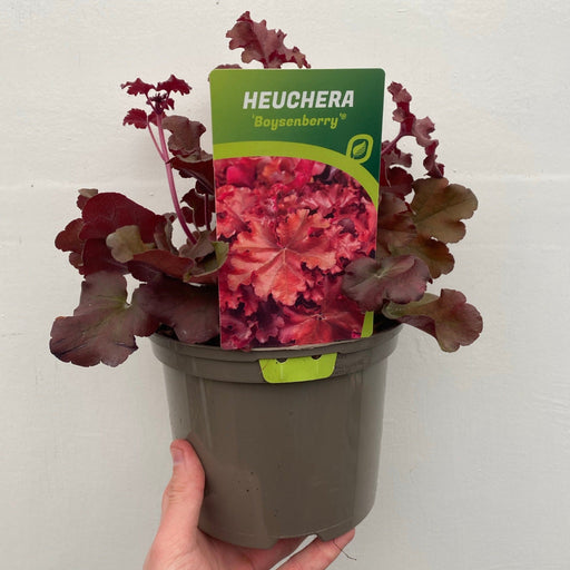Heuchera 'Boysenberry' 2L -