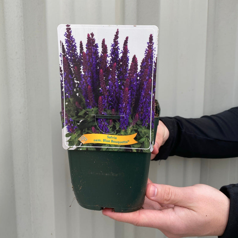 Salvia - Blue Bouquetta 1.5L -