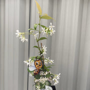 Evergreen Star Jasmine | Trachelospermum jasminoides | Climber -