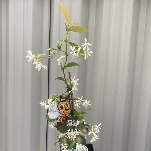Evergreen Star Jasmine | Trachelospermum jasminoides | Climber -