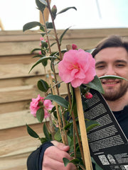 Camellia on frame 'Spring Festival ' 5L (100cm) -