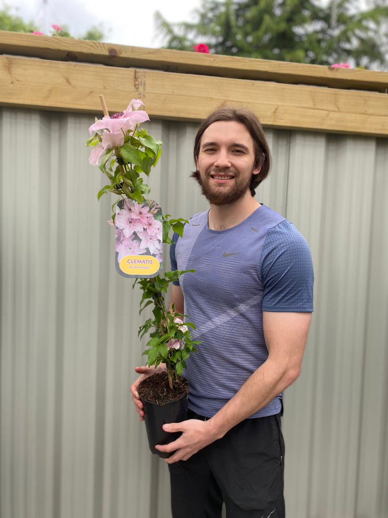 Clematis 'Pink Fantasy' 90-95cm -