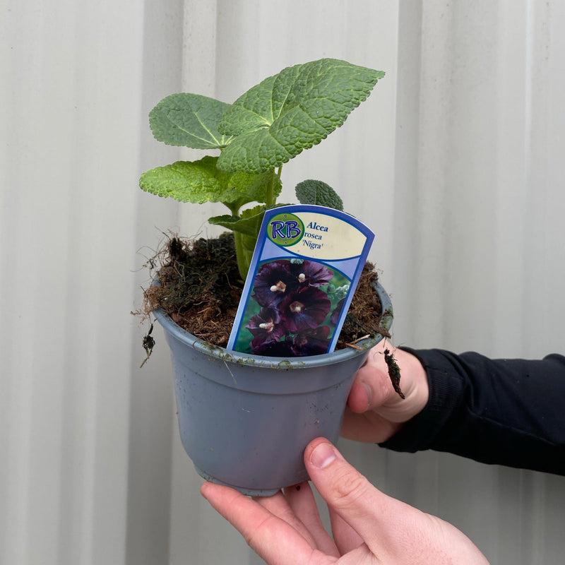 Alcea rosea 'Nigra' (Hollyhock) 9cm -