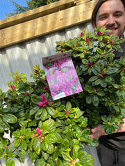 Azalea 'Koningstein' 10L -