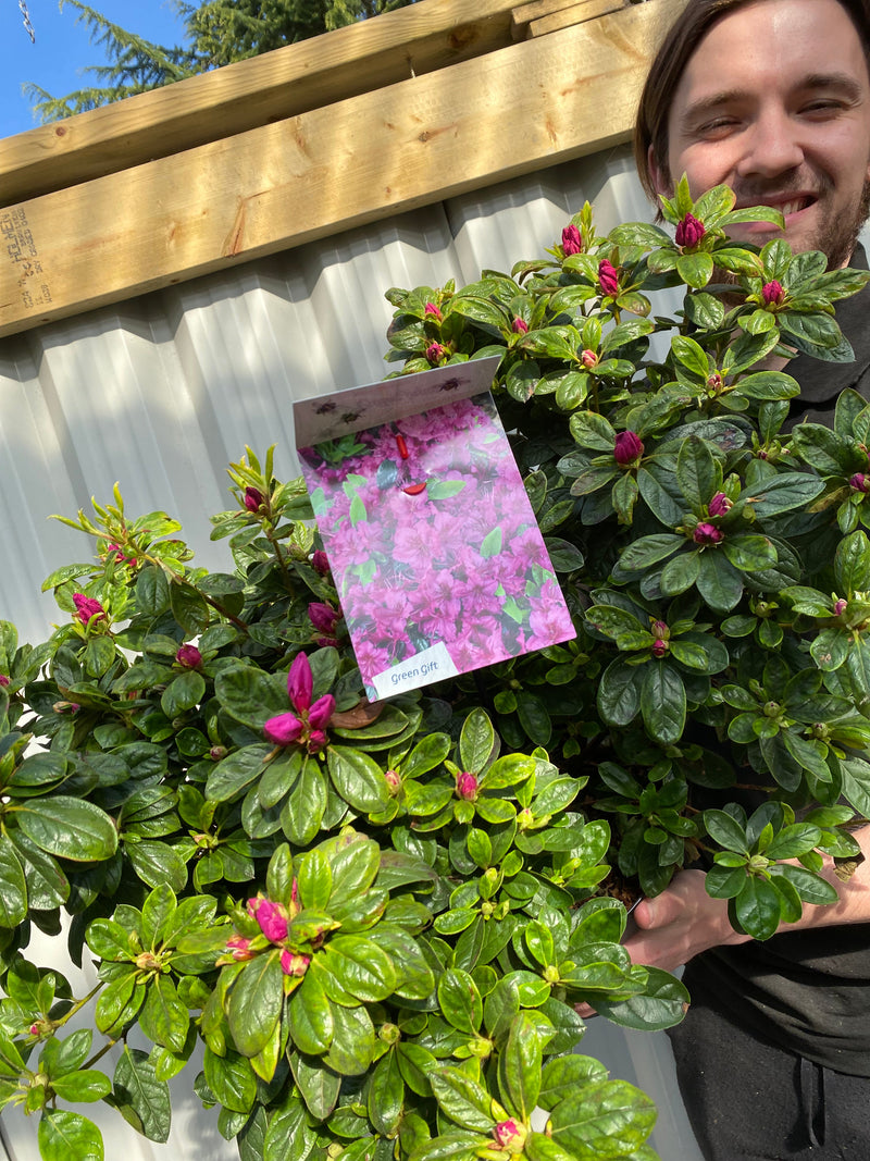 Azalea 'Koningstein' 10L -