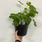 Delphinium elatum Guardian Blue 3L -