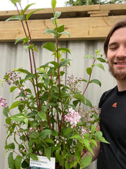 Deutzia 'Mount Rose' 3L -