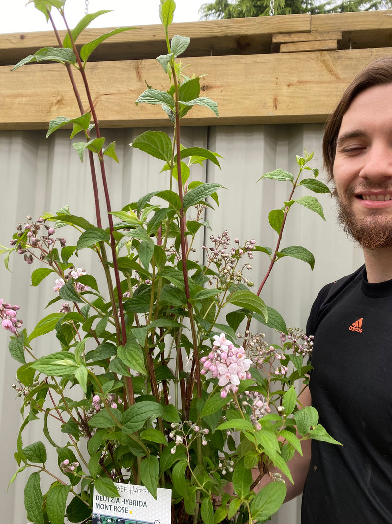 Deutzia 'Mount Rose' 3L -