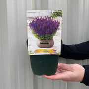 Salvia - Synchro Blue 1.5L -