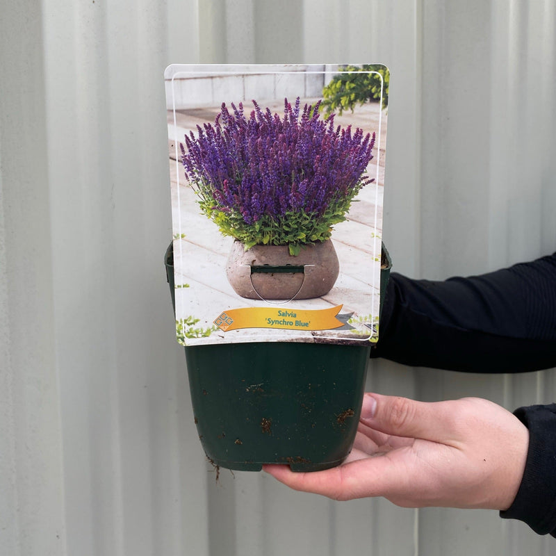 Salvia - Synchro Blue 1.5L -