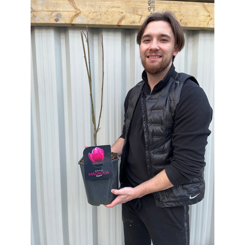 Magnolia 'Genie' 4L -