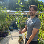 Pyrus communis 'Conference' - Small Pear Tree -