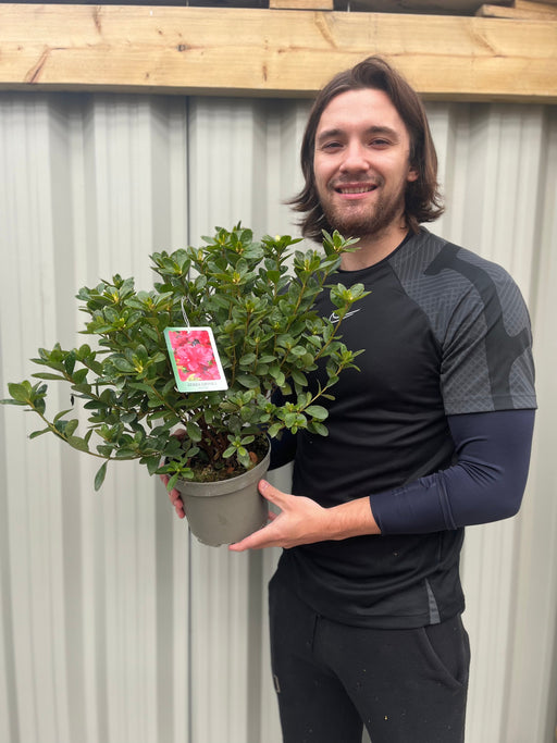 Azalea japonica 'Agadir' 1.5L -