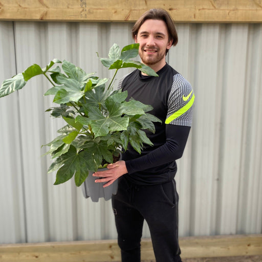 Fatsia japonica 70-80cm (3L) -