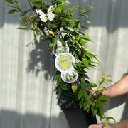 Evergreen Star Jasmine | Trachelospermum jasminoides | Climber -