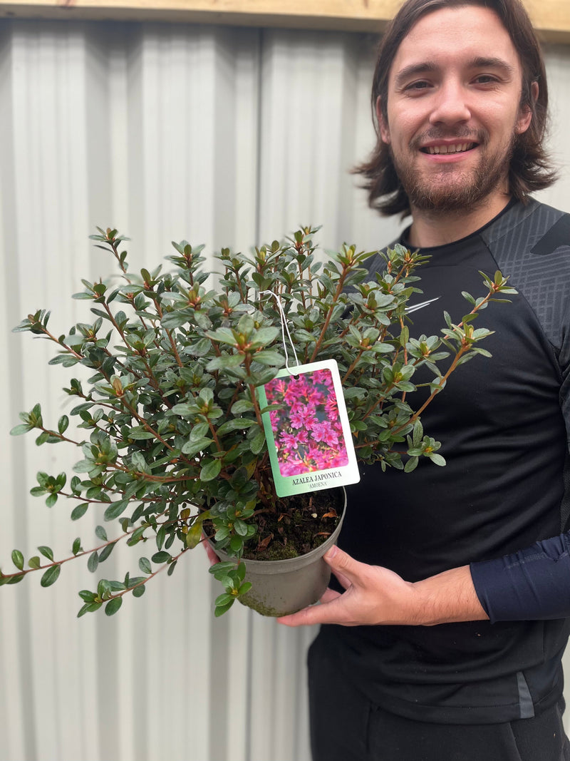 Azalea japonica 'Amoena' 2/5L -
