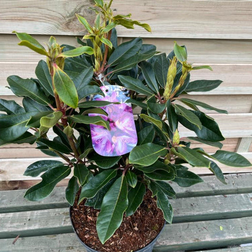 Rhododendron 'Bluebell' 5L -