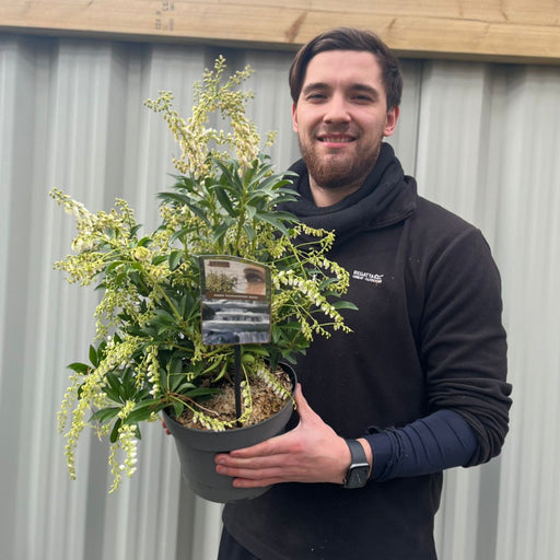 Pieris japonica 'Taiwanensis' 3L -