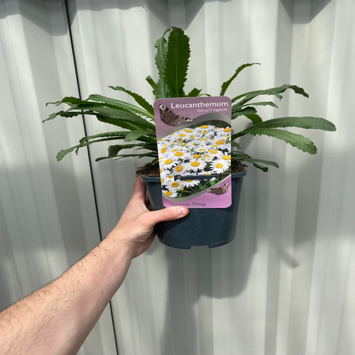 Leucanthemum 'Ooh La Lagrande' 2L -