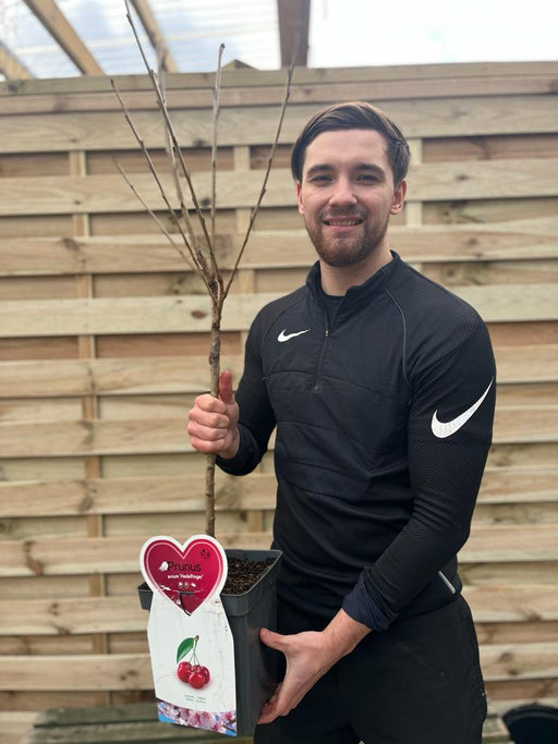 Dwarf Patio Cherry Tree 'Hedelfinger' 1M - Home & Garden > Plants > Indoor & Outdoor Plants > Landscaping & Garden Plants