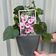 Lavatera 'Barnsley Baby' 9cm / 2L -