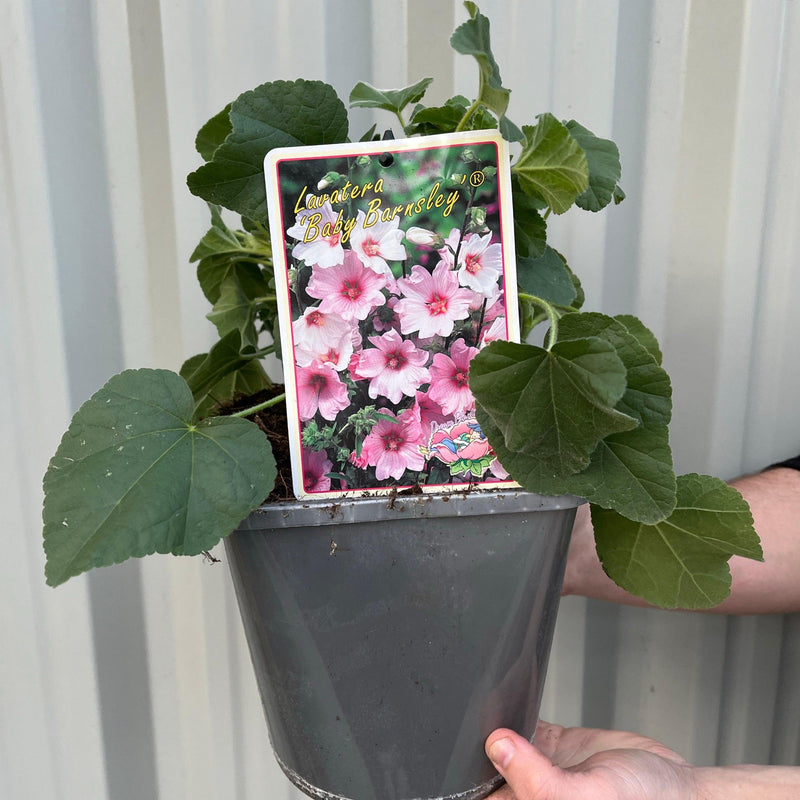 Lavatera 'Barnsley Baby' 9cm / 2L -