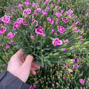 3 x Dianthus Pink Kisses 10cm -