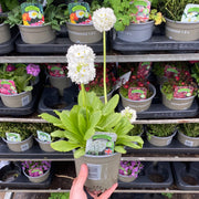 Primula denticulata Alba (Drumstick Primrose) 9cm/14cm -