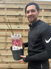 Acer palmatum Yasemin 3L -