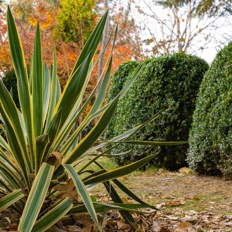 Yucca elephantipes 'Jewel' -