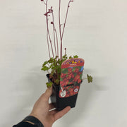 Heuchera 'Coral Forest' 9cm -