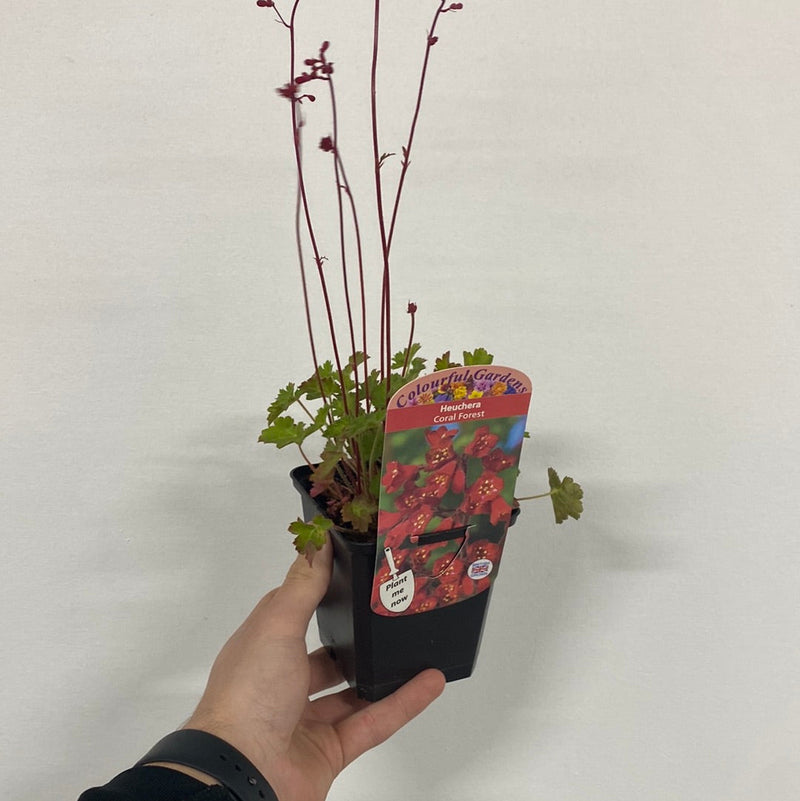 Heuchera 'Coral Forest' 9cm -