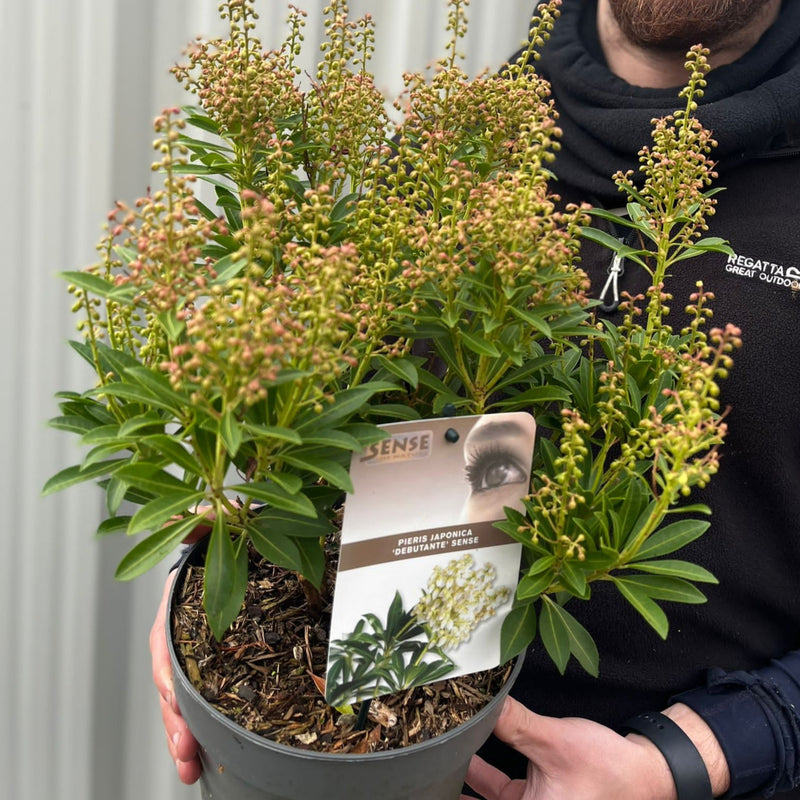 Pieris japonica 'Debutance' 3L -