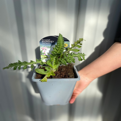 Poppy - Checkers 1L -