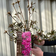 Azalea japonica 'Blue Danube' 9cm / 2L -