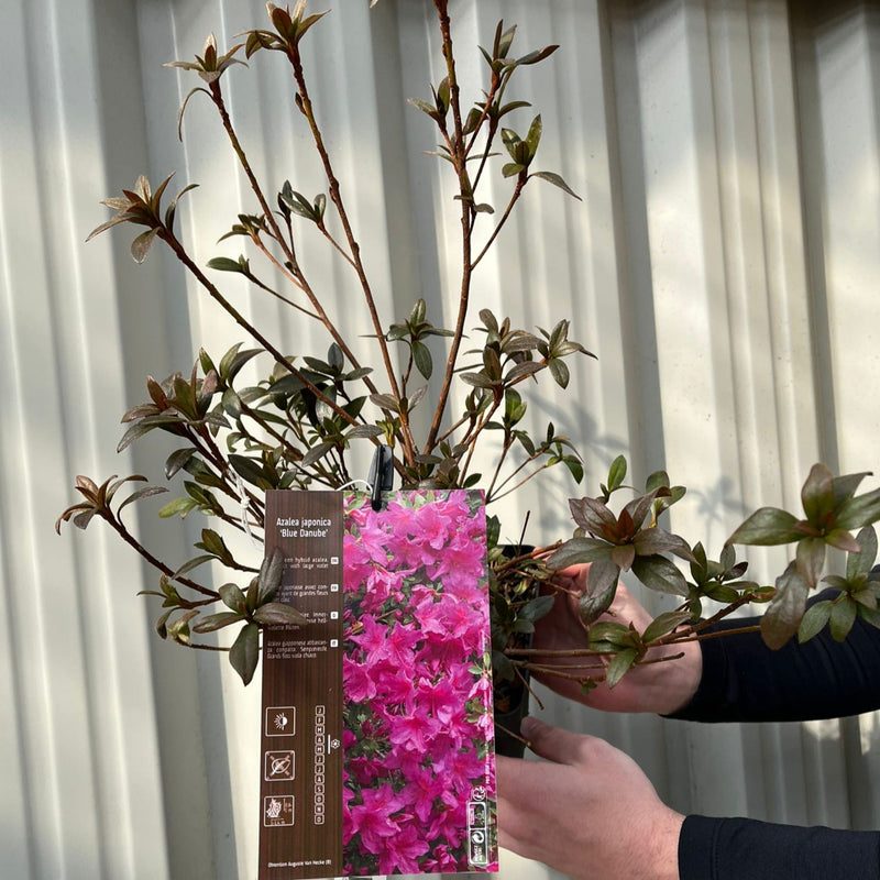 Azalea japonica 'Blue Danube' 9cm / 2L -