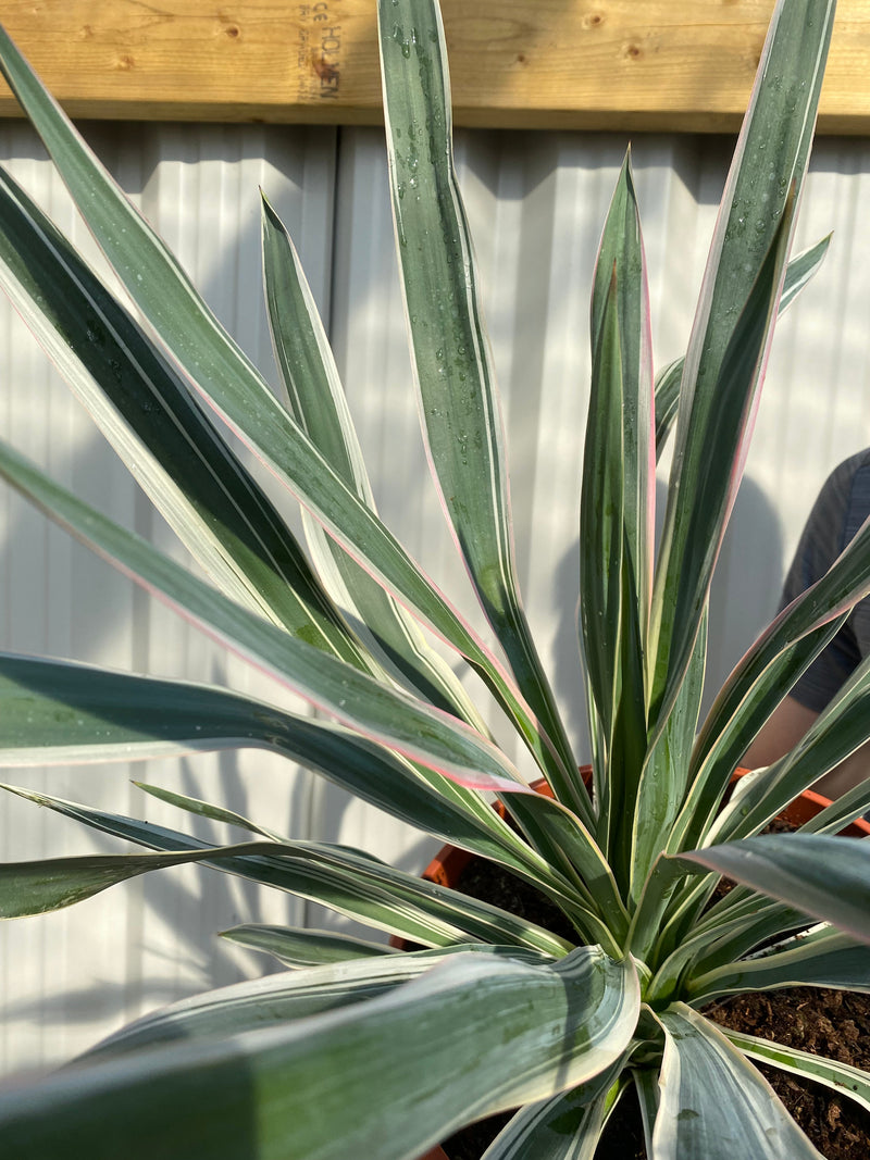 Yucca Variegata 7.5L -