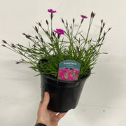 Dianthus - Kahori 3L -