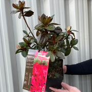 Azalea japonica 'Vuyk's Scarlet' 2L -